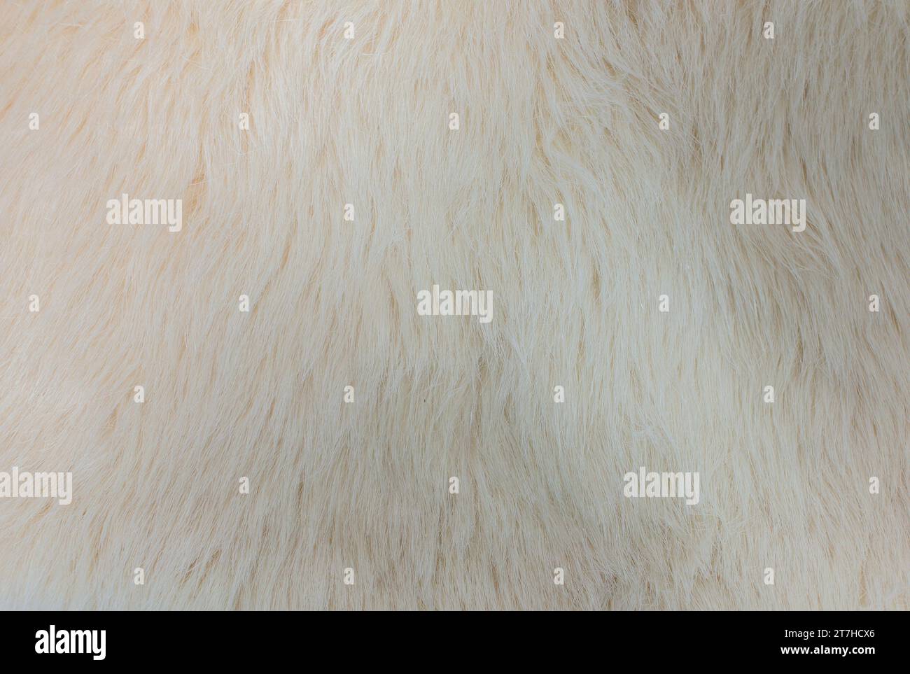 Hintergrundbild eines weichen, weißen Teppichs aus Fell. Wollschaf Fleece-Nahaufnahmehintergrund. Fellstoff in beigefarbener Farbe. Draufsicht. Stockfoto