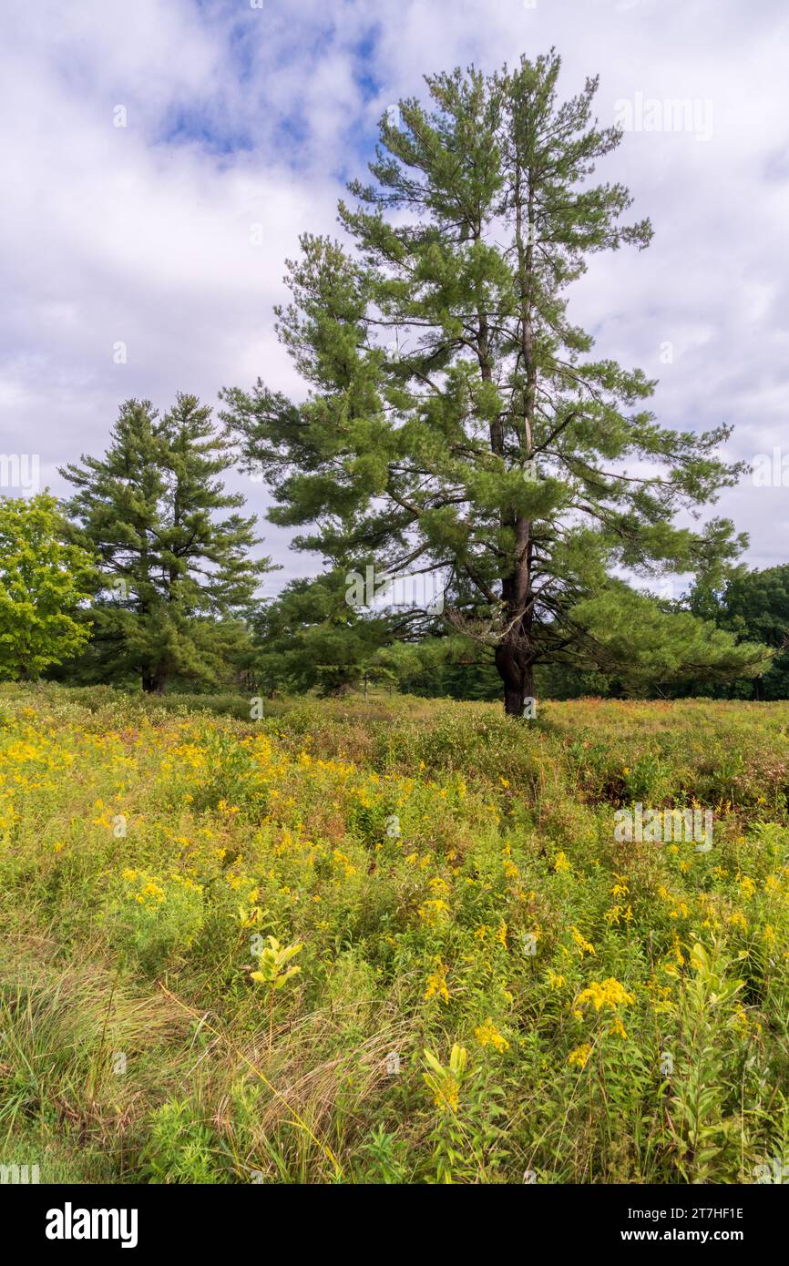 Die Landschaft der Saratoga National Historical Site im Upstate New York Stockfoto