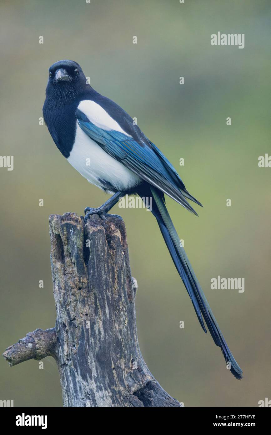 Europäische Magpie Pica pica sitzt auf einem toten Ast Stockfoto
