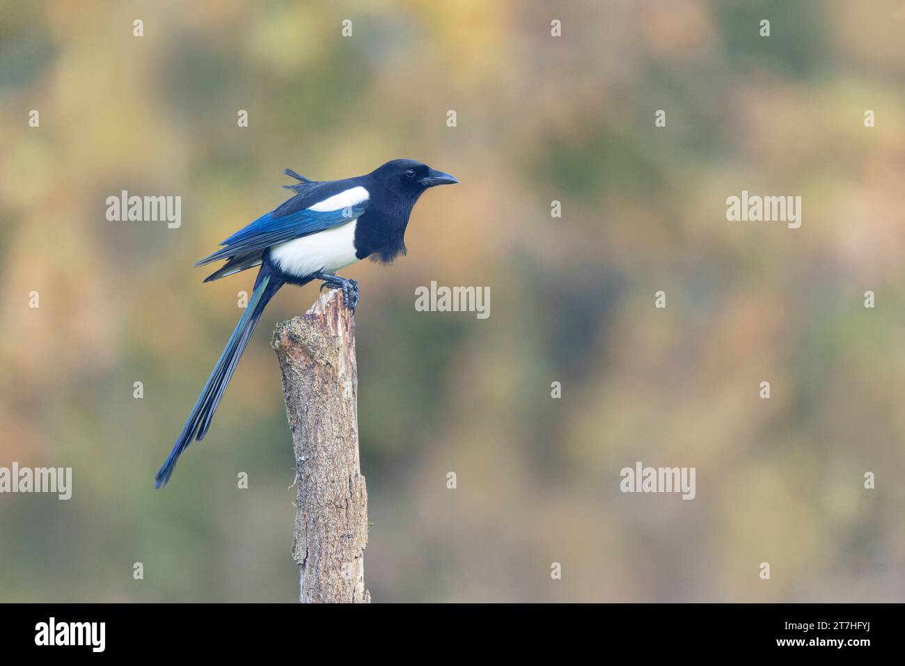 Europäische Magpie Pica pica sitzt auf einem toten Ast Stockfoto