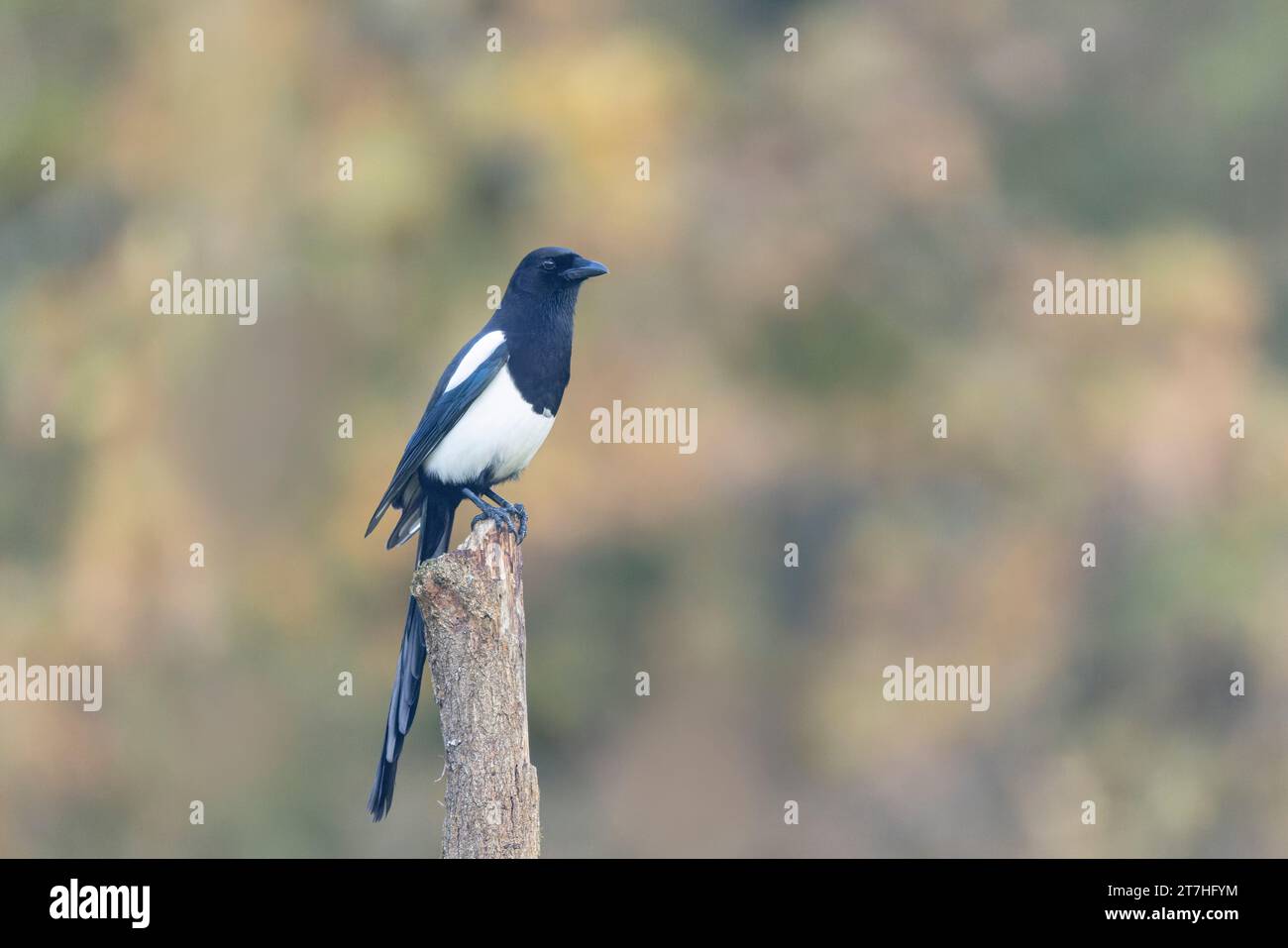 Europäische Magpie Pica pica sitzt auf einem toten Ast Stockfoto