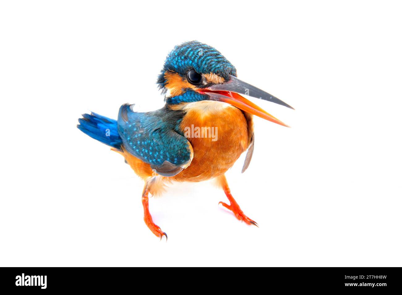 Eisvogel auf weißem Hintergrund Stockfoto