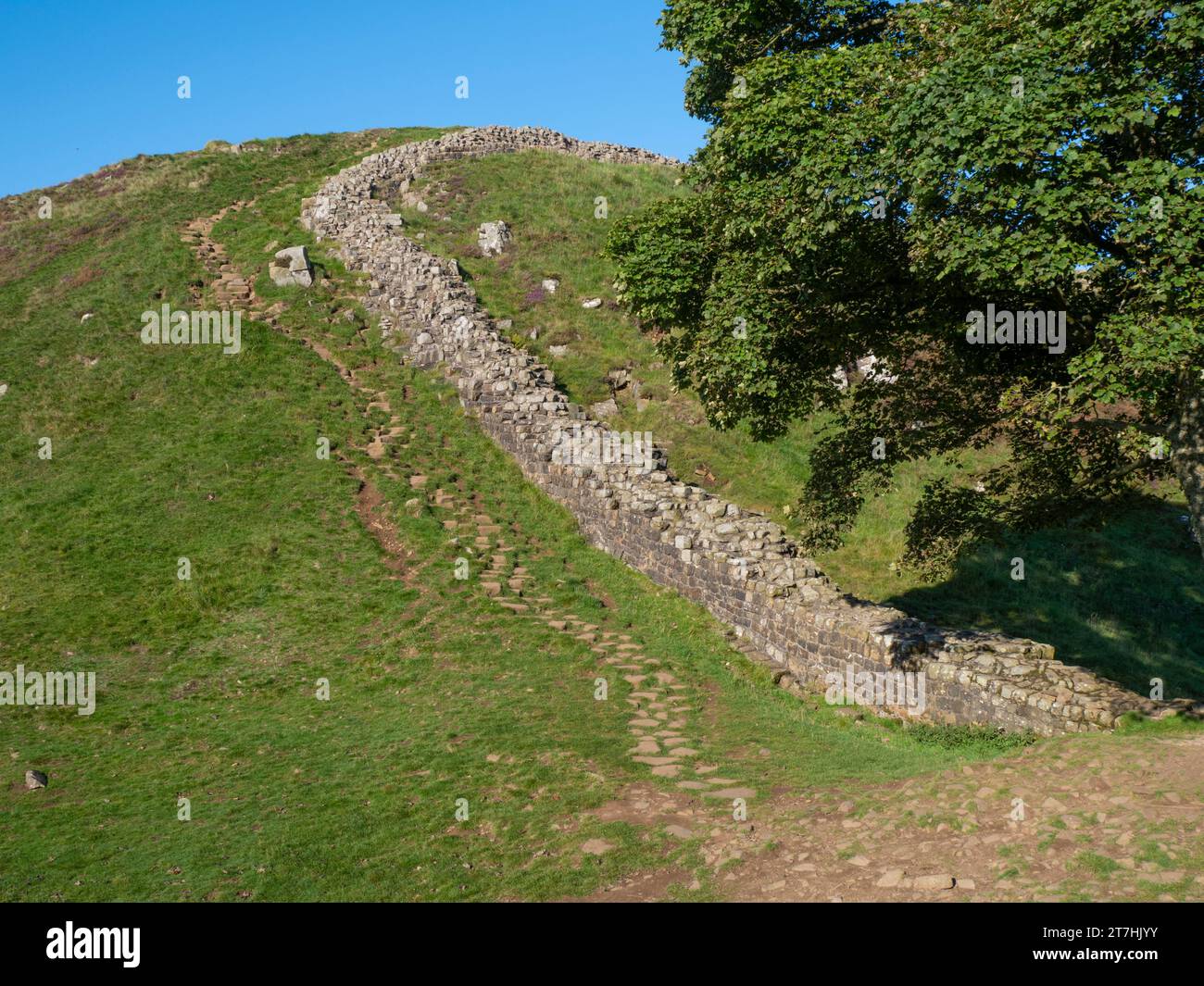 Blick auf die Hadrianer-Mauer mit dem Sycamore-Baum. Stockfoto