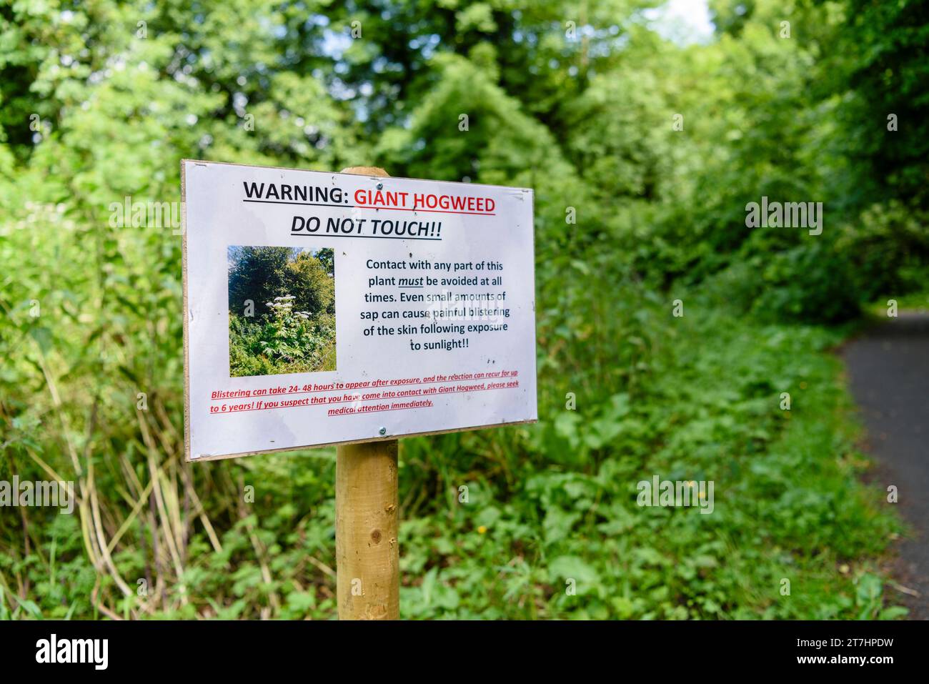 Schild Warnung Besucher Bärenklau zu vermeiden.  Kontakt mit irgendeinem Teil dieser Pflanze muss jederzeit vermieden werden.  Selbst kleine Amoutns von Sap kann dazu führen, dass Stockfoto