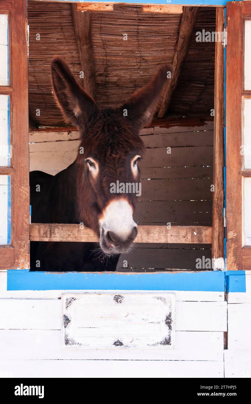 Esel, der aus dem Fenster seiner Stalltür blickt Stockfoto