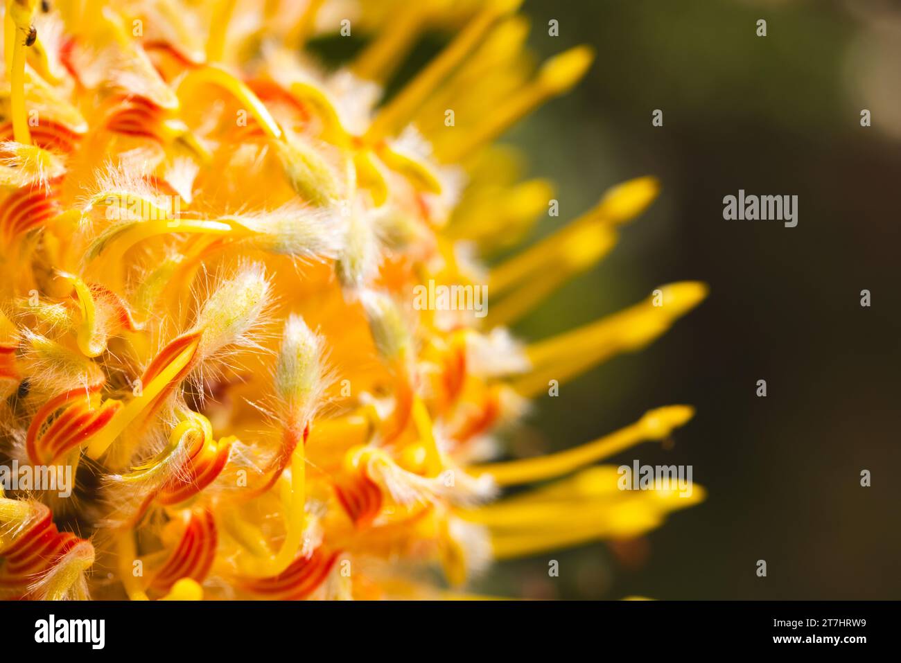 Nahaufnahme von langen gelben Staubblättern mit schöner Blume im sonnigen Garten Stockfoto