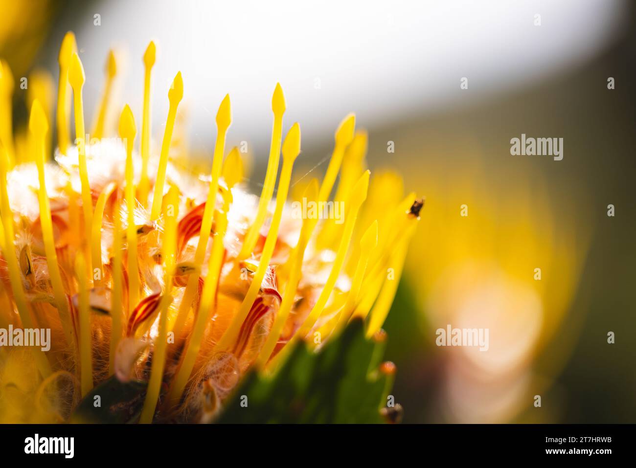 Nahaufnahme einer schönen gelben Blume mit langen Staubblättern im sonnigen Garten Stockfoto