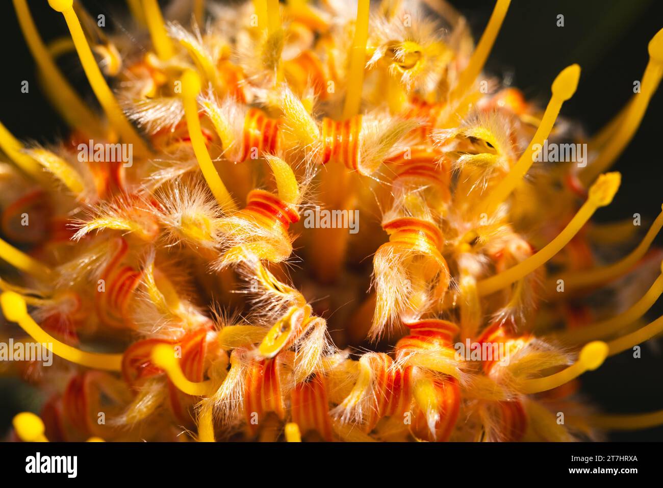 Nahaufnahme einer schönen gelben Blume mit langen Staubblättern im sonnigen Garten Stockfoto