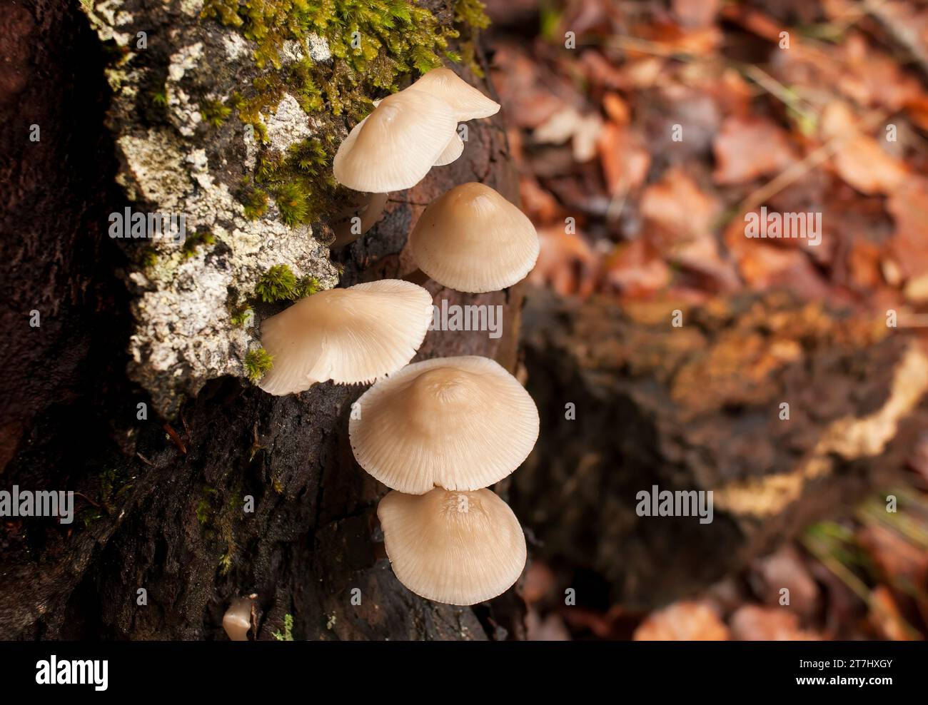 Pilzgruppe auf einem Baumstamm im Herbst. Bild mit geringer Schärfentiefe. Stockfoto