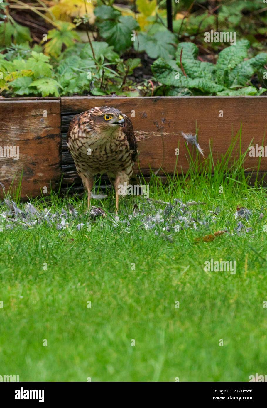 Sparrowhawk Accipiter nisus, mit Beute durch Gartenrand scharfe Hakenschnabel und Krallen gelbe Augen braune Oberteile, vergittert rotbraune Unterteile Stockfoto