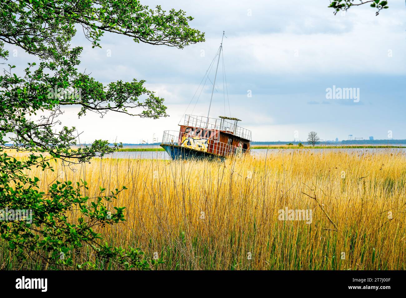 Altes Schiffswrack bei Lubczyna in Polen. Landschaft mit einem verlassenen kenterten Boot. Natur am Dabie Lake. Stockfoto