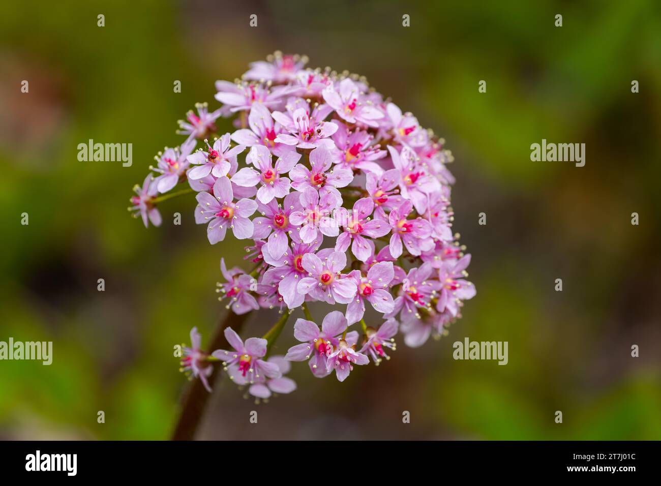 Blumen der Regenschirmpflanze. Blühende Pflanze in Nahaufnahme. Indischer Rhabarber. Darmera peltata. Stockfoto