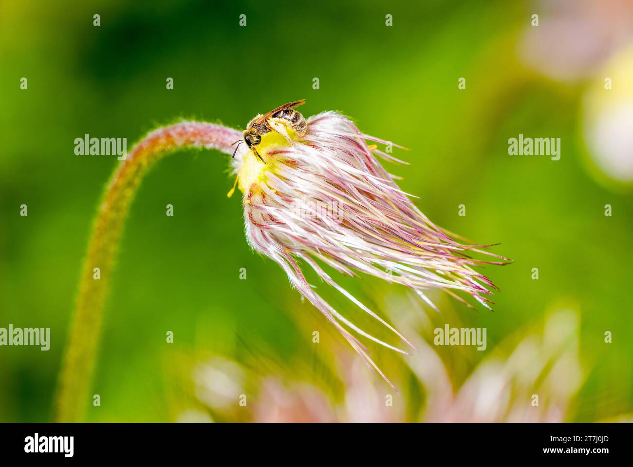 Nahaufnahme einer Wildbiene auf einer Blume. Stockfoto