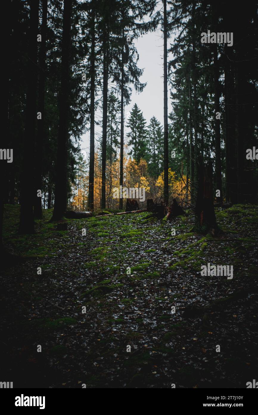 Blick auf einen herbstlichen skandinavischen Hügel im Wald mit saisonalen Farben. Stockfoto