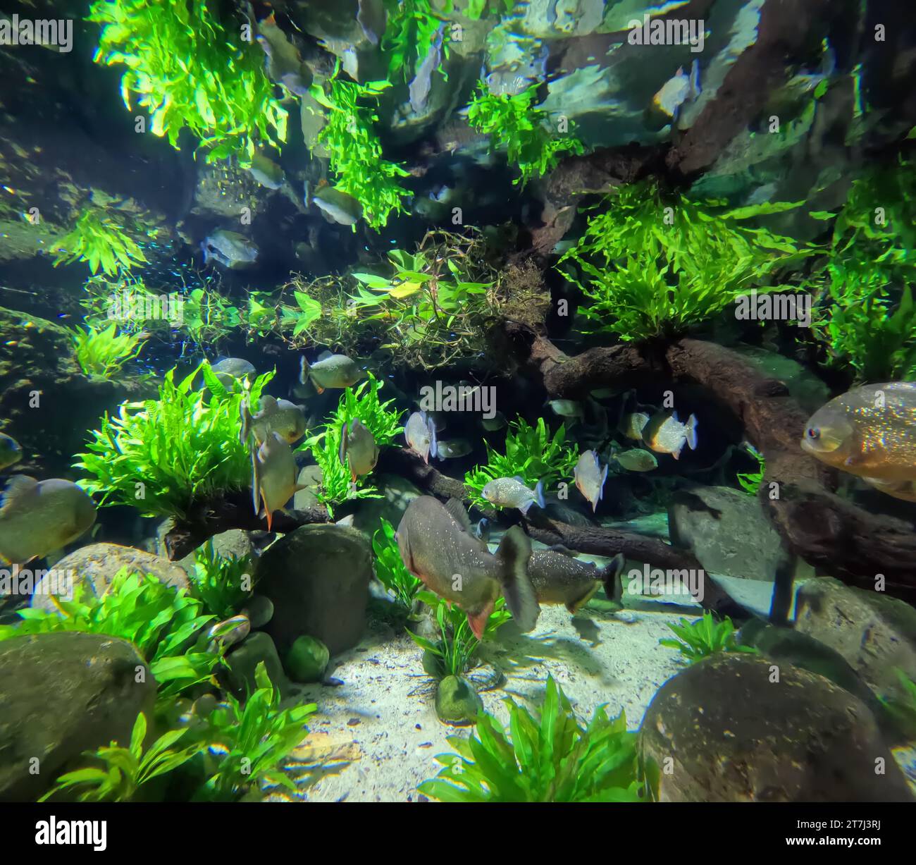 Piranha fischen in einem riesigen Schaubecken. Stockfoto