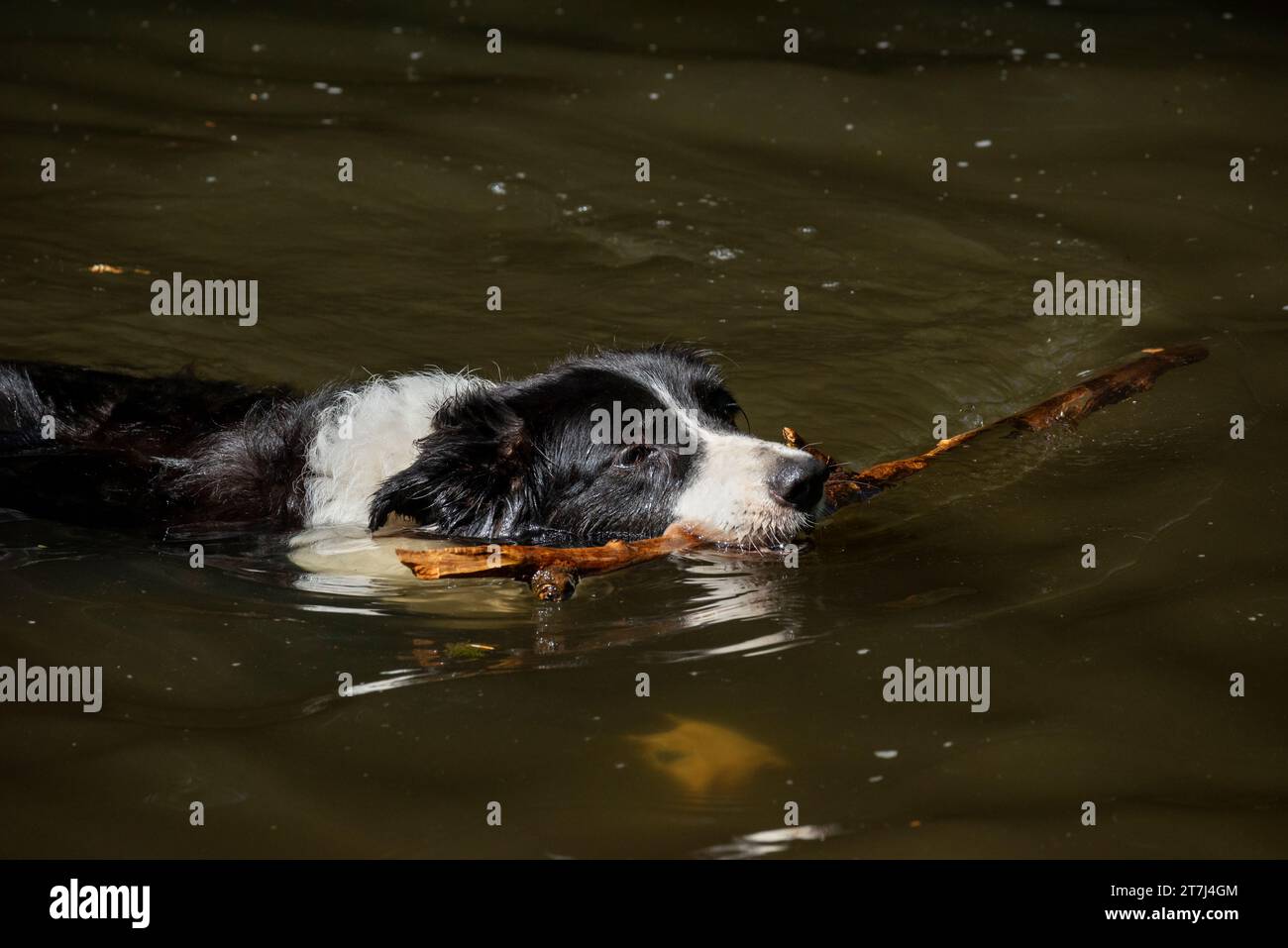 Border Collie schwimmt in einem Fluss mit einem Stock im Mund Stockfoto