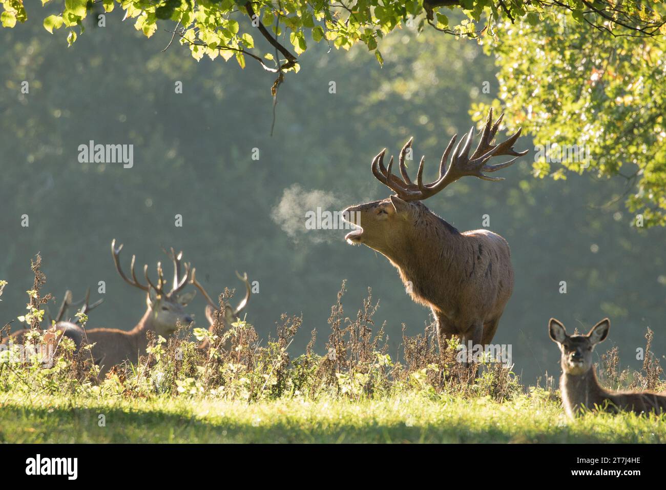 Red Deer Stage atmet während der Brunstsaison im Studley Royal Kondenswasser aus Stockfoto