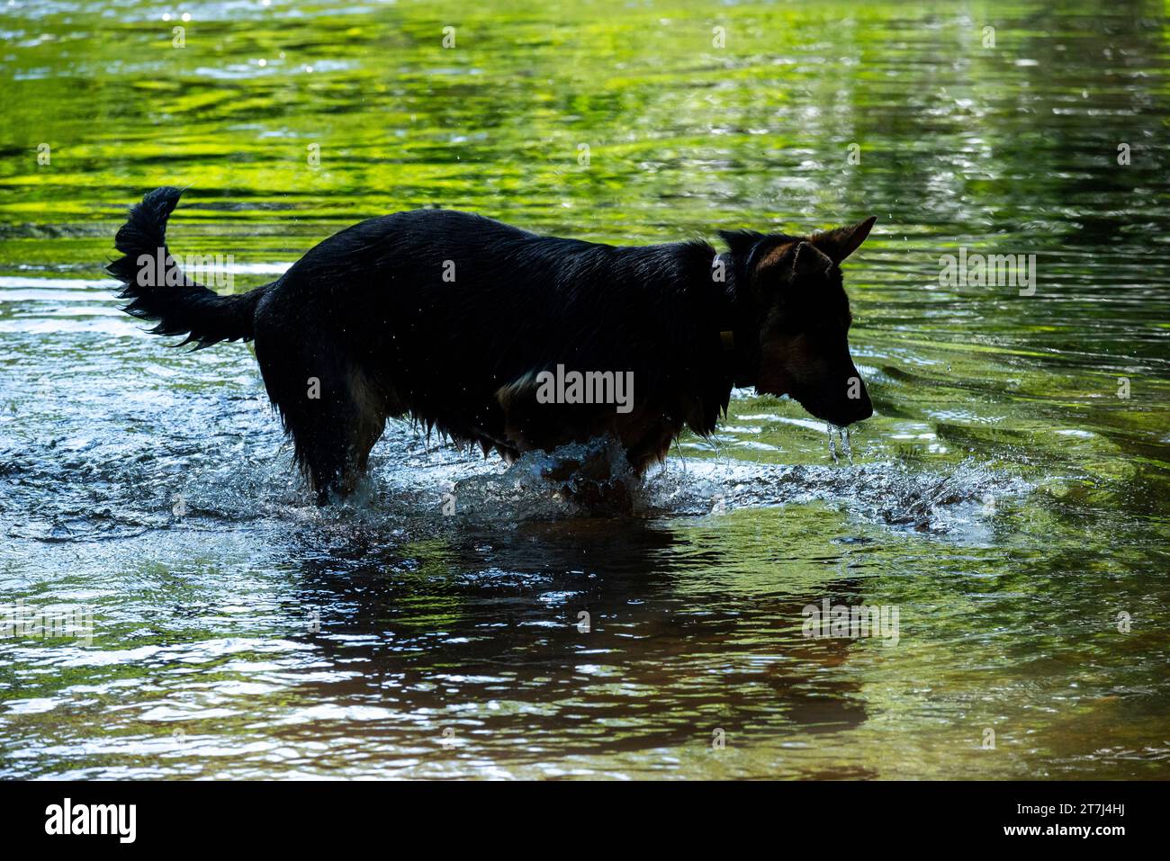 Junger Deutscher Schäferhund, der sich im Sommer im Wasser eines Flusses amüsiert. Stockfoto