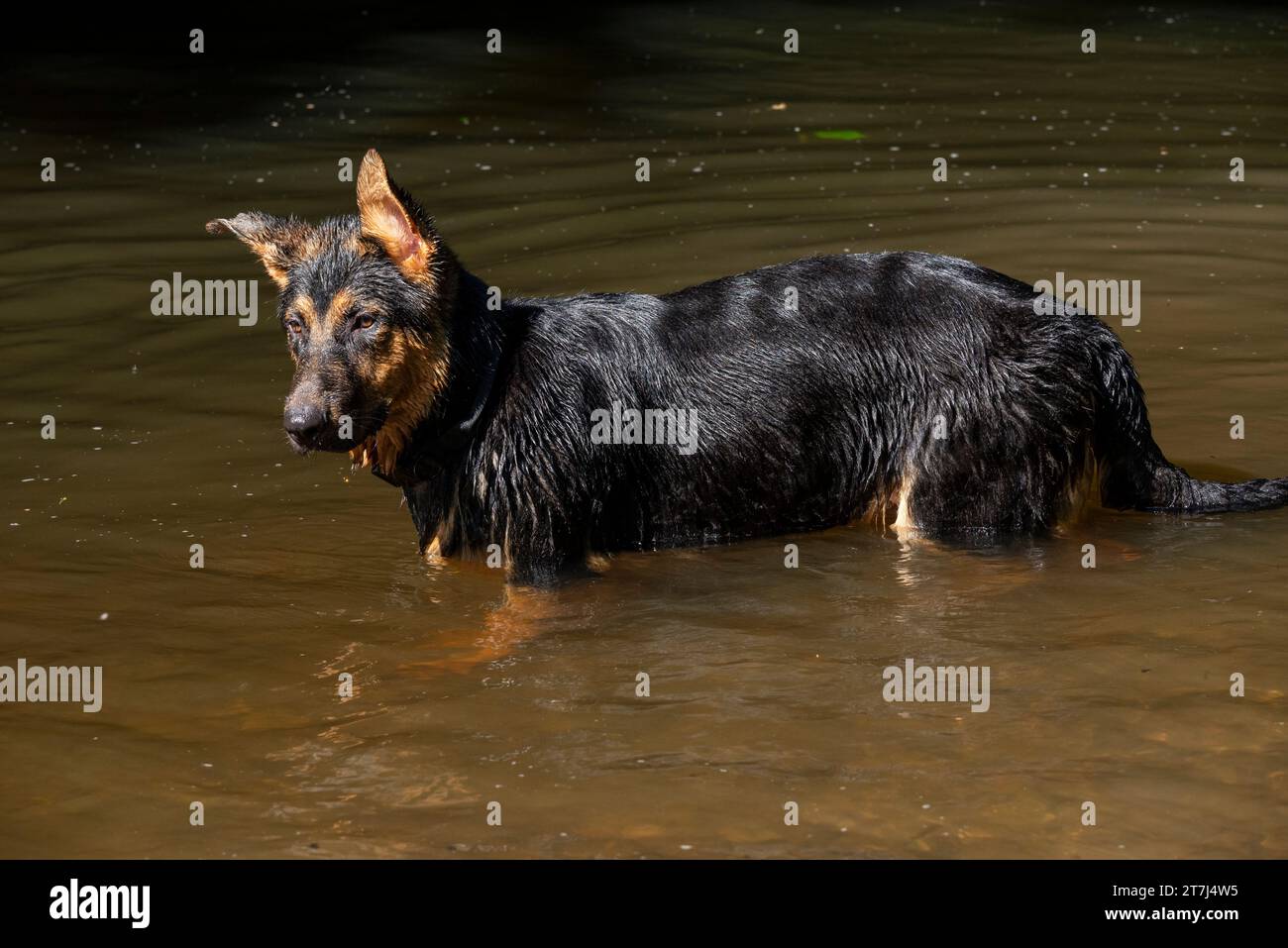 Junger Deutscher Schäferhund, der sich im Sommer im Wasser eines Flusses amüsiert. Stockfoto