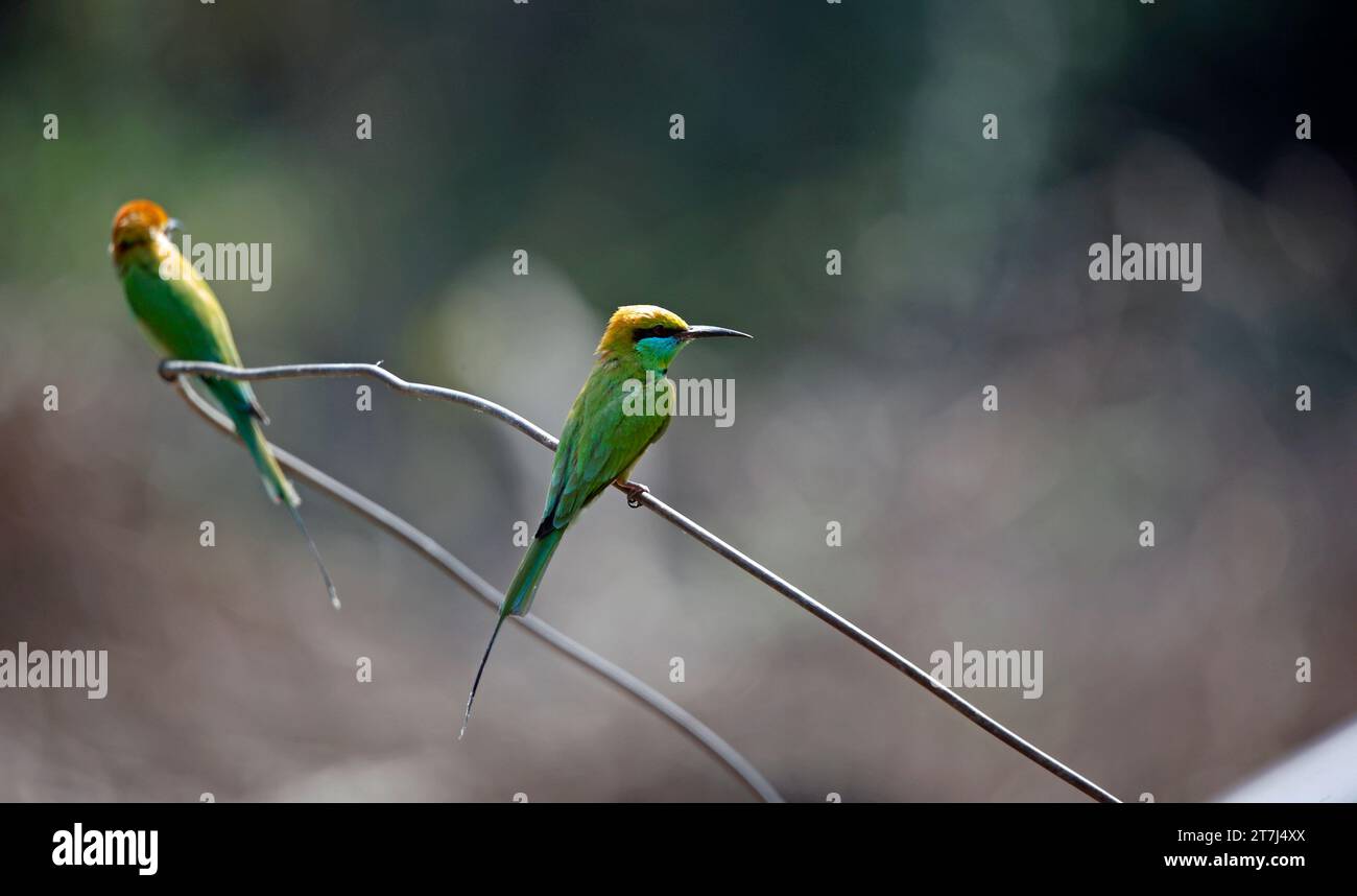 Asiatische Grünbienenfresser jagen Insekten Stockfoto