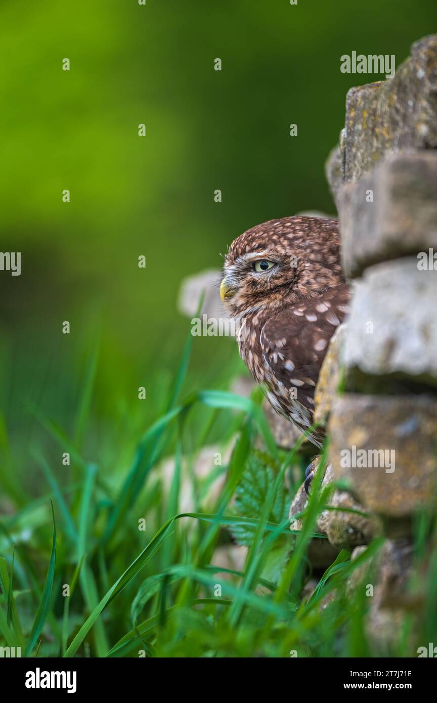 Eine kleine Eulen (Athena noctua) thront auf einer Trockenmauer im British Wildlife Centre, Lingfield, Surrey, England, Großbritannien Stockfoto