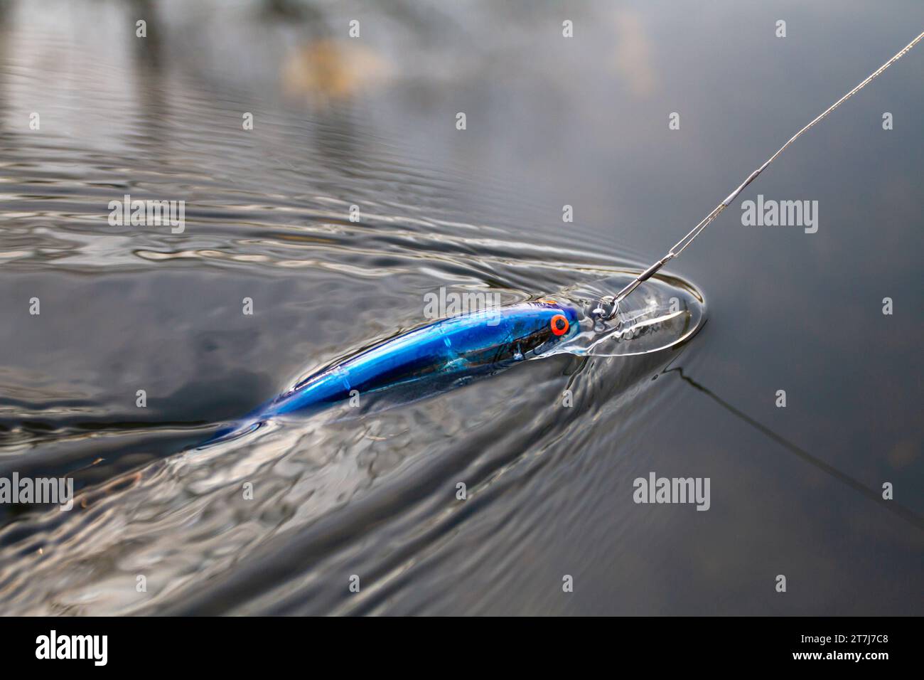 Blauer Wobbler, der an einer Angelschnur gebunden ist, schwimmt im Herbst schnell auf der Wasseroberfläche Stockfoto