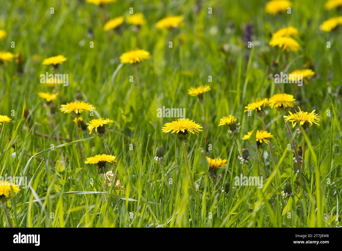 Auf einem grünen Rasen blühten an einem Frühlingstag gelbe Löwenzahnblüten Stockfoto