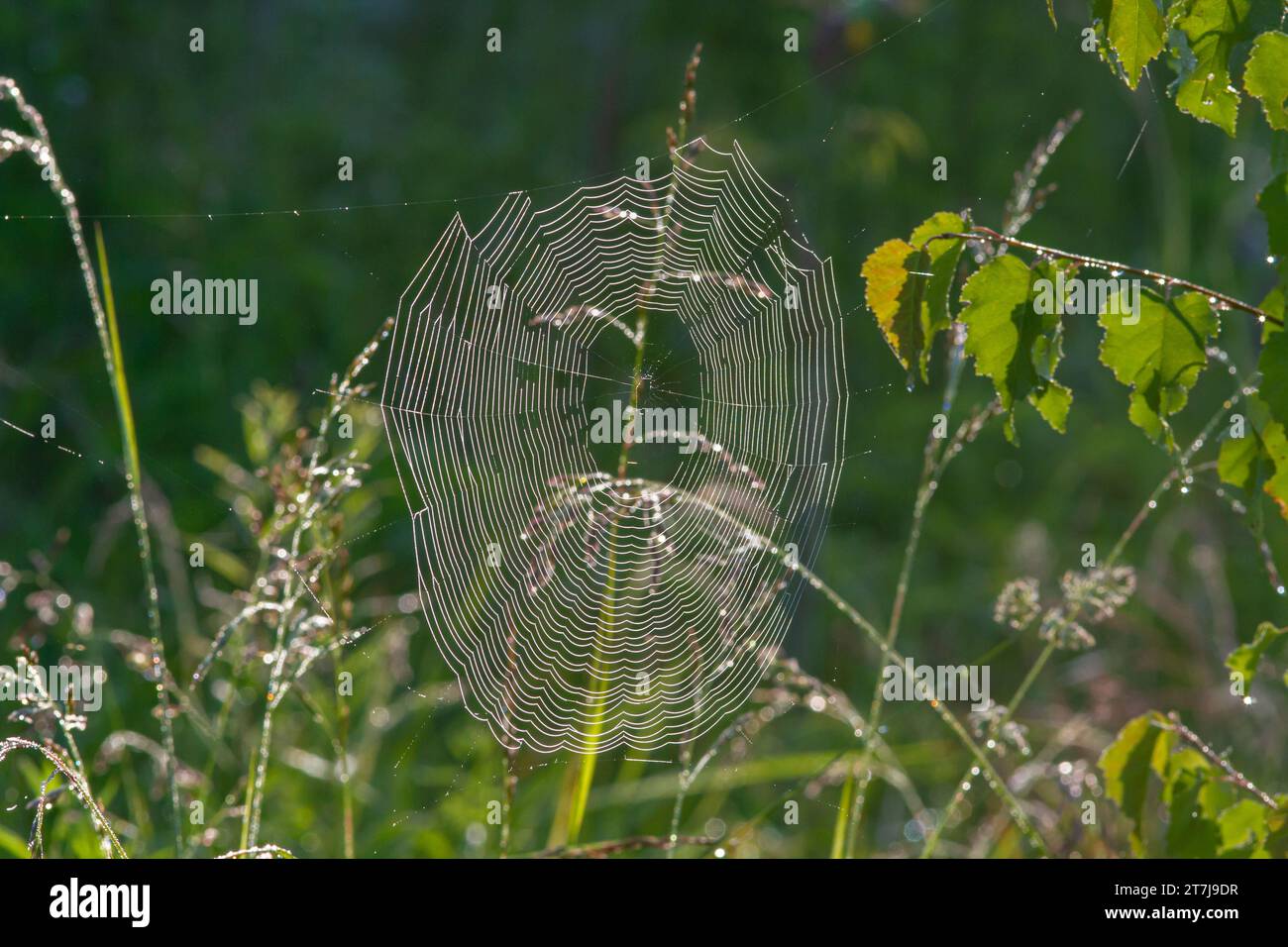 Tau bedeckte Spinnweben hängen auf dem Gras, das von der Morgensonne beleuchtet wird Stockfoto