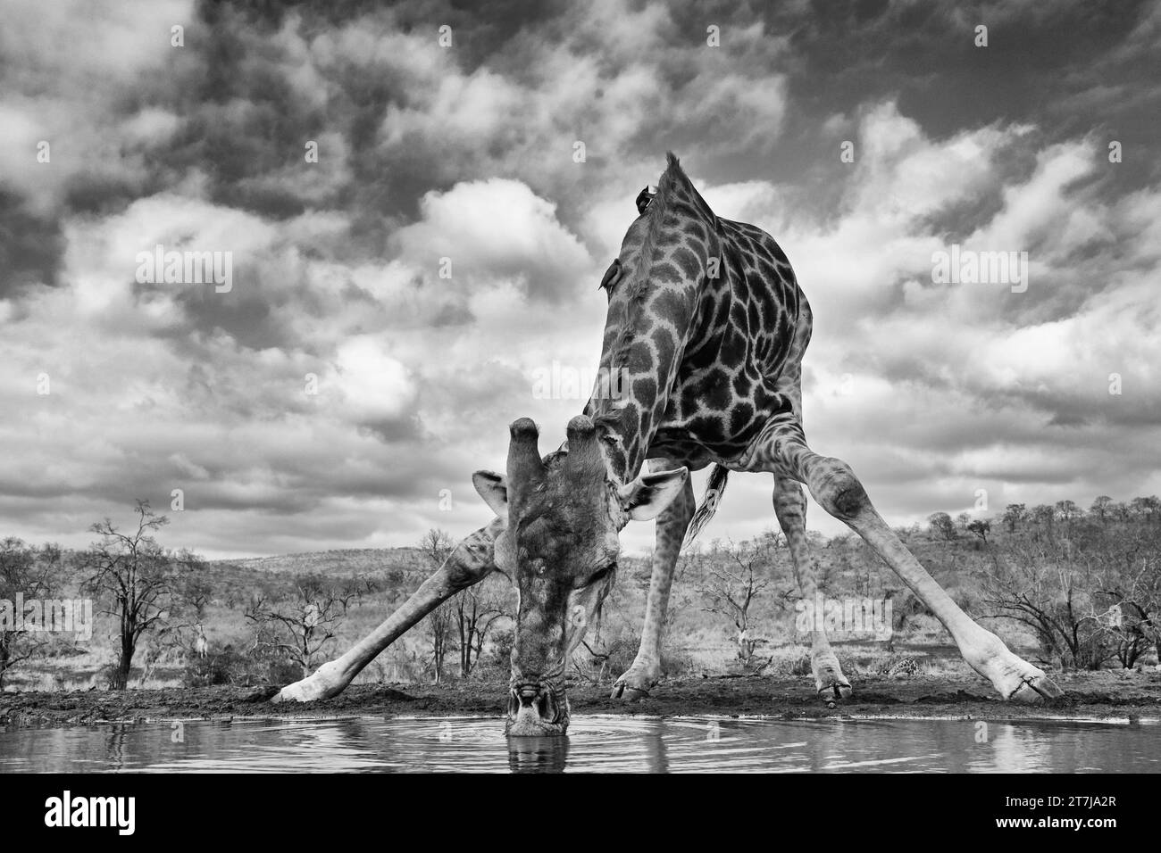 Giraffe, die sich in einem kleinen Wasserloch zum Trinken bückt Stockfoto