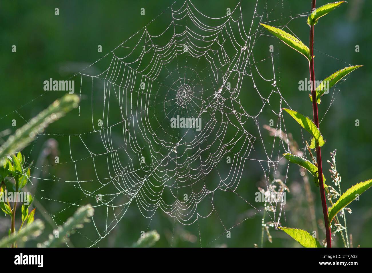 Tau bedeckte Spinnweben hängen an den Büschen, die von der Morgensonne beleuchtet werden Stockfoto