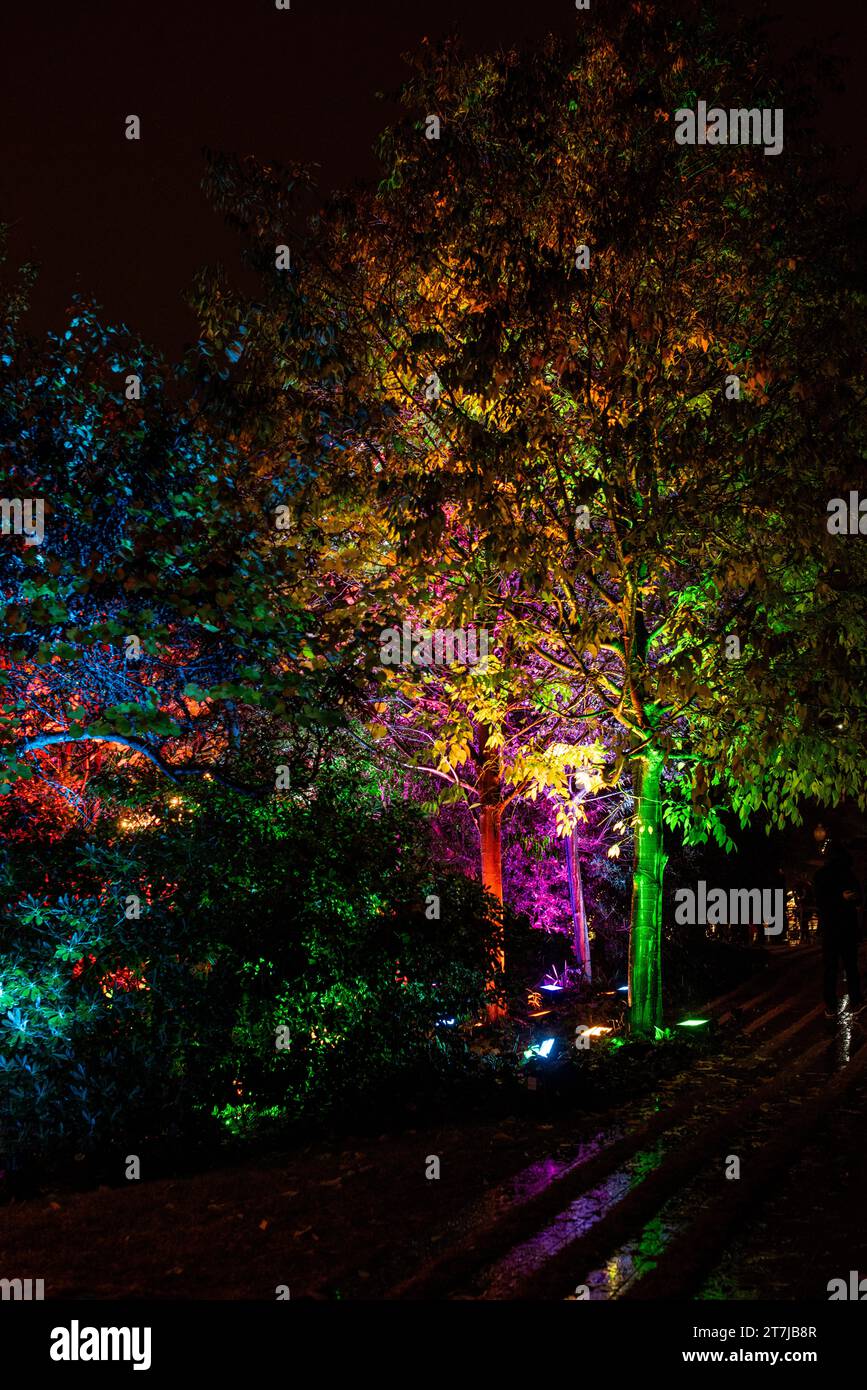 Inmitten der festlichen Stille zeichnen lebendige Weihnachtsbäume mit bunten Lichtern Reflexionen auf dem ruhigen Boden und schaffen einen magischen Urlaub Stockfoto