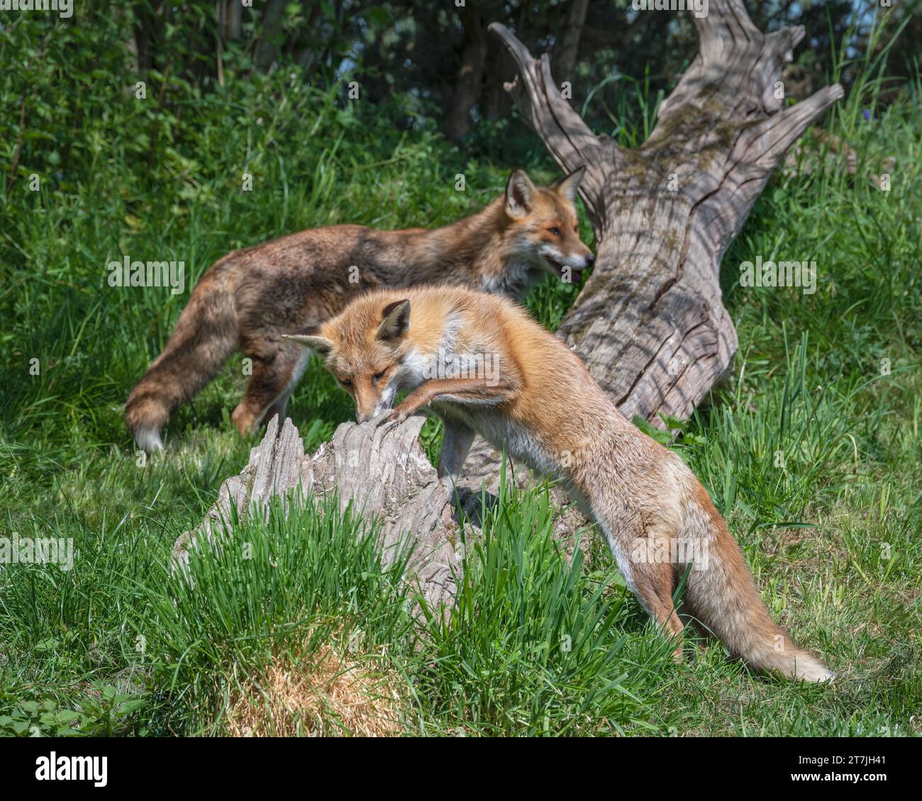 Ein Paar Europäischer Rotfüchse, die in ihrem Gehege im British Wildlife Centre, Lingfield, Surrey, England, Großbritannien nach Nahrung suchen Stockfoto