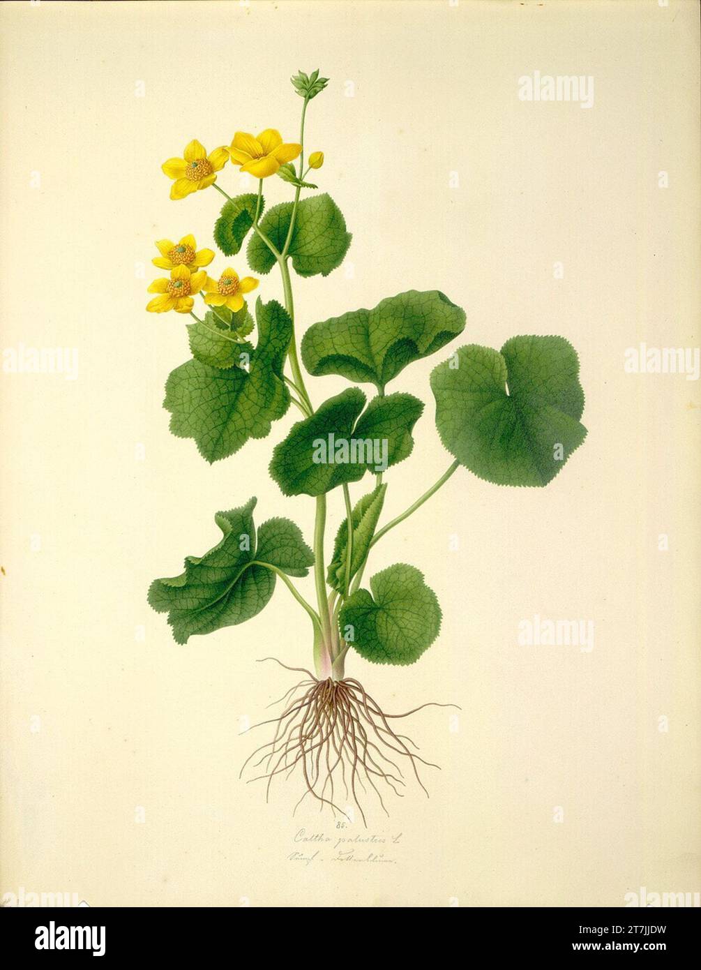 August Rokert Caltha palustris L - Sumpfdotterblume. Aquarell 1835-1855 , 1835/1855 Stockfoto
