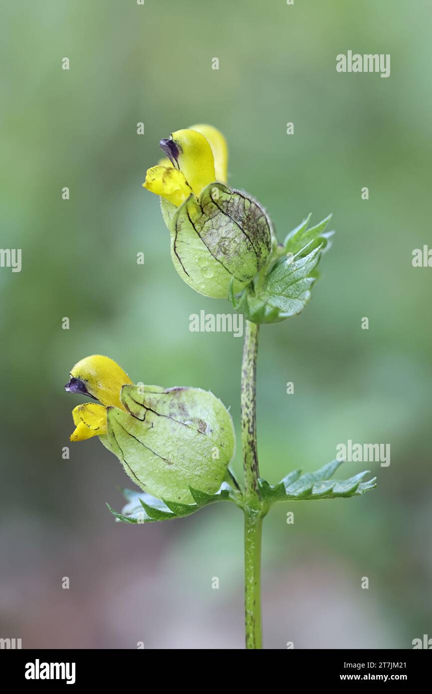 Rhinanthus angustifolius, auch bekannt als Narrow-Laub-Rassel oder Greater Yellow-Rassel, Wildblume aus Finnland Stockfoto