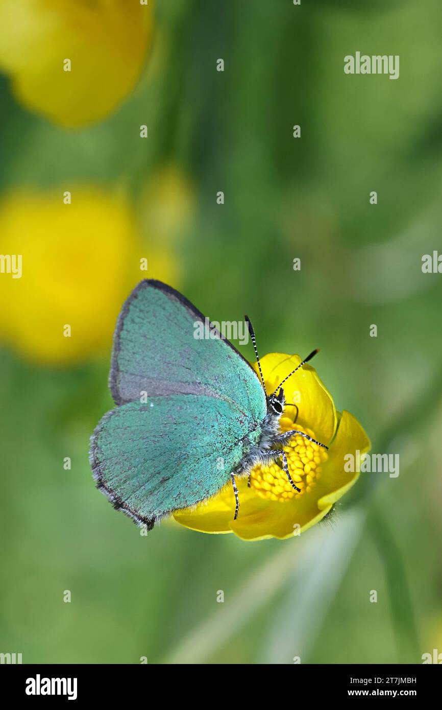 Green Hairstreak, Callophrys rubi, Schmetterling aus Finnland Stockfoto