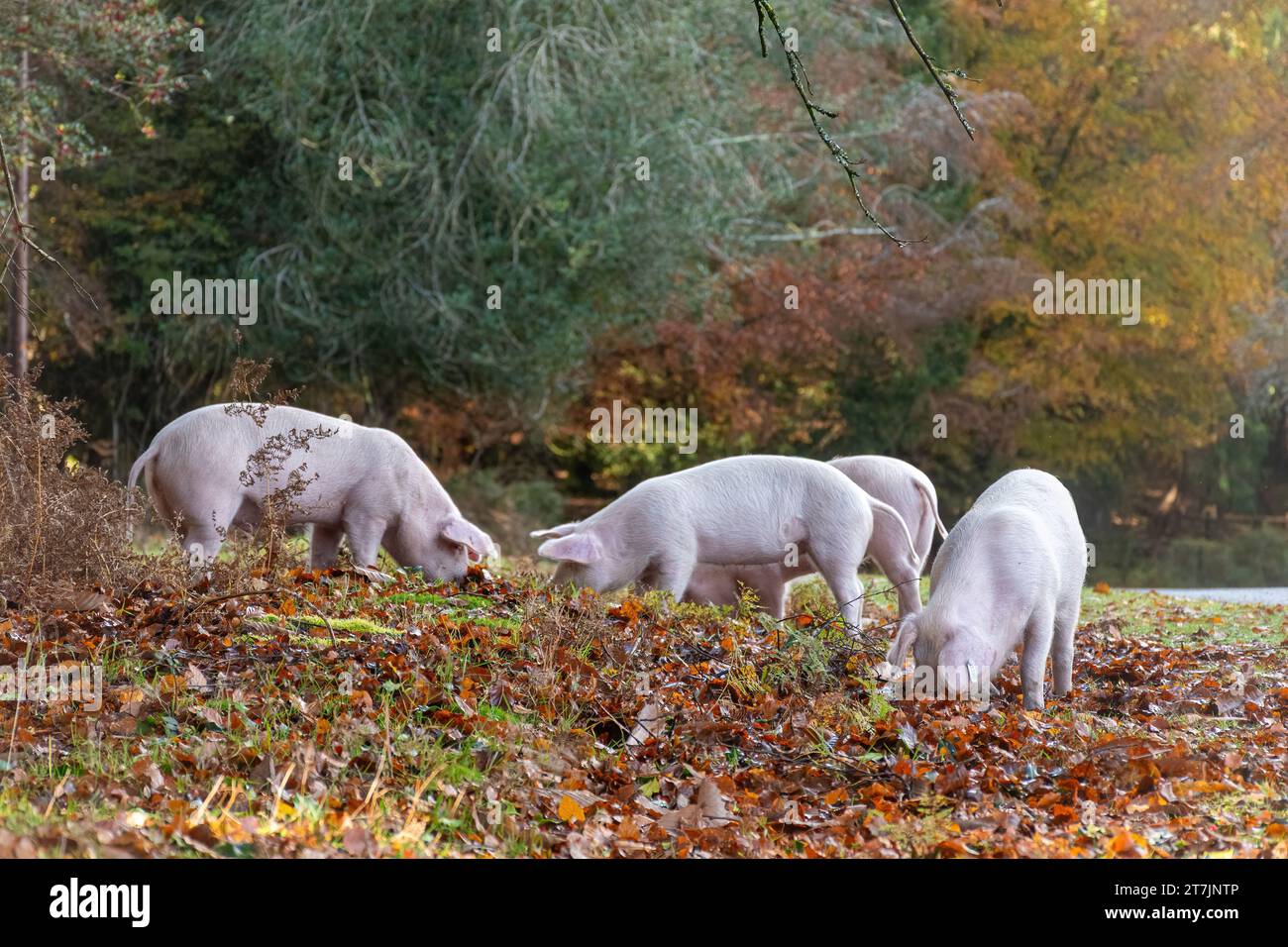 Pannage Season wenn Hausschweine im Herbst durch den New Forest ziehen, um Eicheln und Nüsse zu essen (Eicheln sind giftig für Ponys), November, England, Großbritannien Stockfoto