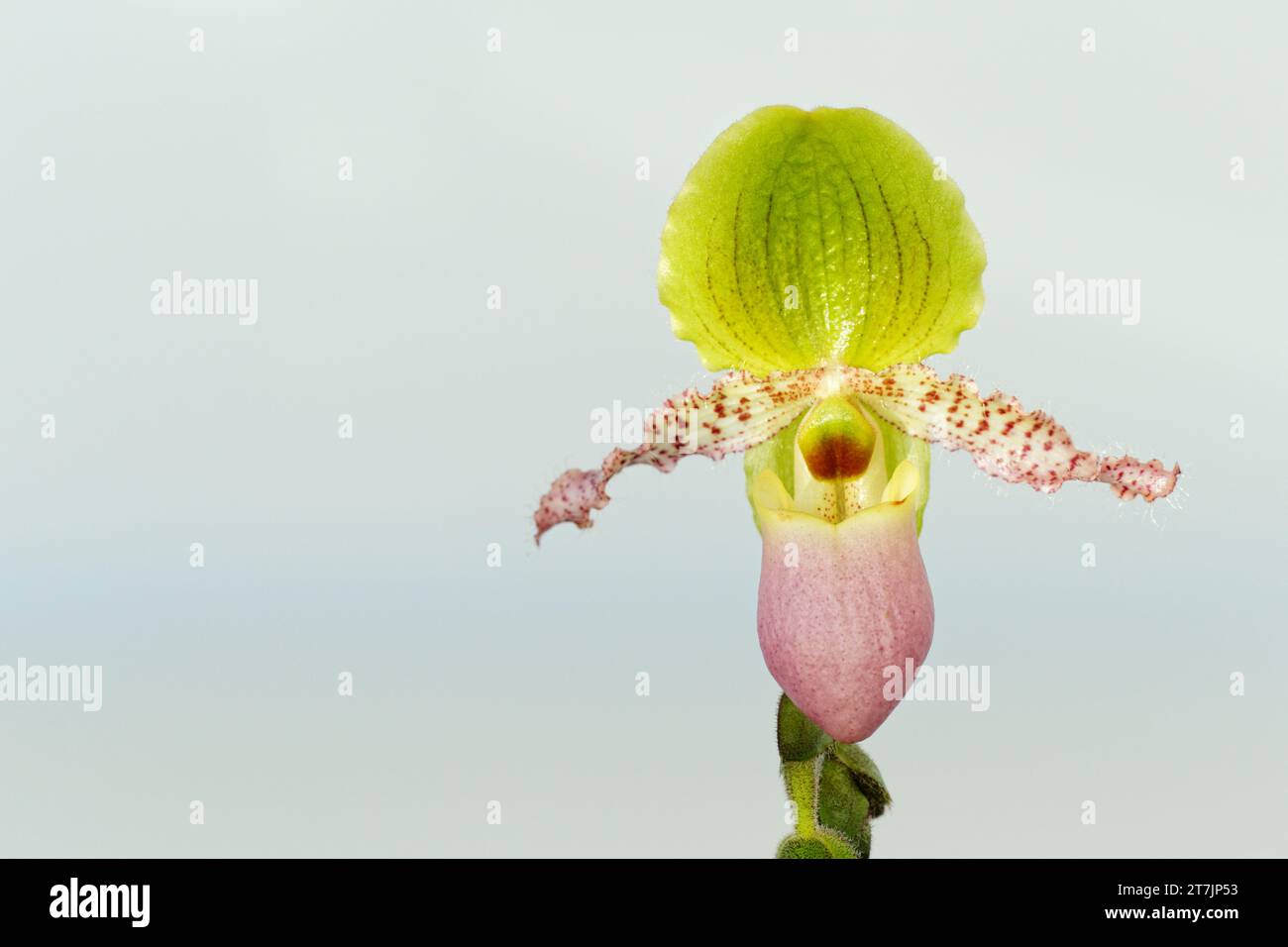 Hausschuh Orchidee (Paphiopedilum „Pinocchio“) Stockfoto