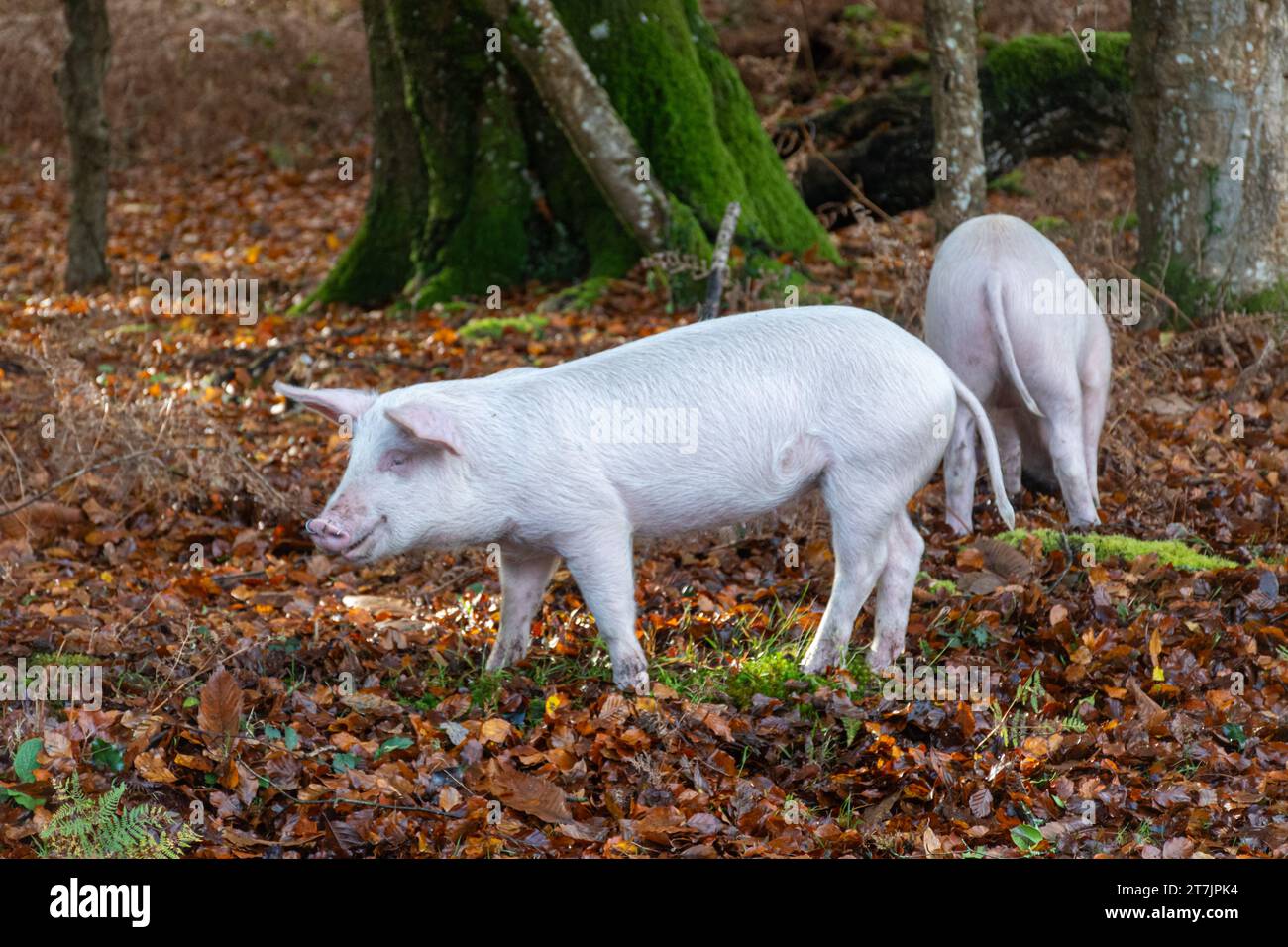 Pannage Season wenn Hausschweine im Herbst durch den New Forest ziehen, um Eicheln und Nüsse zu essen (Eicheln sind giftig für Ponys), November, England, Großbritannien Stockfoto