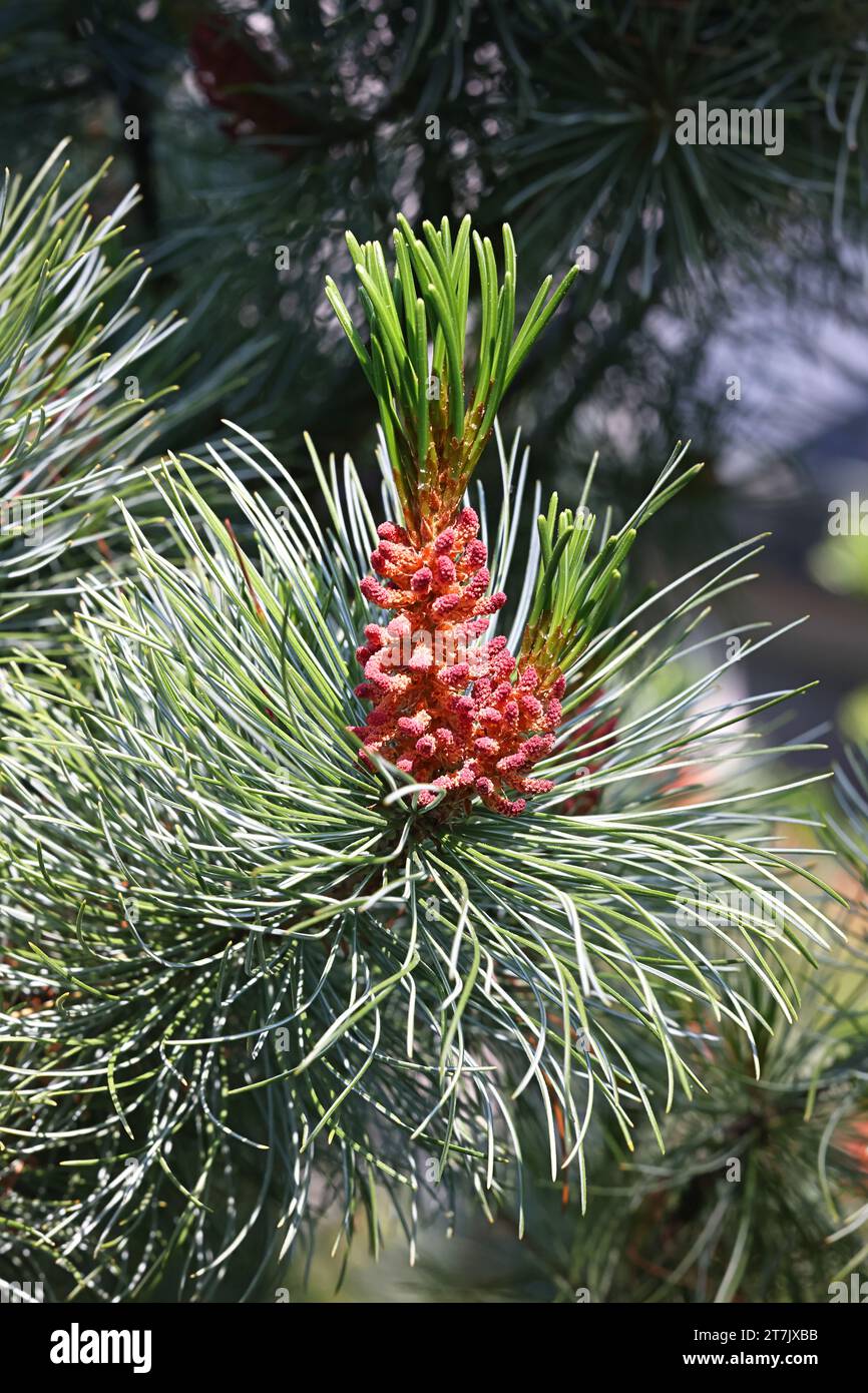Pinus pumila, allgemein bekannt als sibirische Zwergkiefer, sibirische Zwergkiefer oder Zwergkiefer Stockfoto