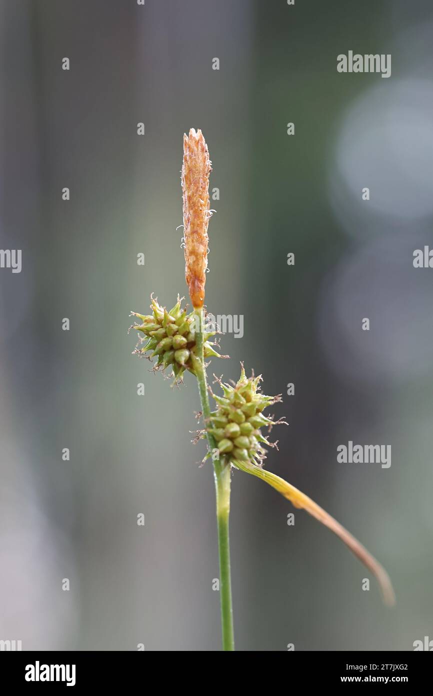 Carex viridula var. Viridula, allgemein bekannt als kleiner grüner Segg, grüner Segg oder grünlicher Segg, wilde Pflanze aus Finnland Stockfoto
