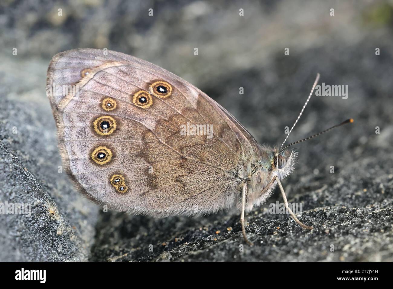 Lasiommata maera, auch Pararge maera genannt, allgemein bekannt als der große braune Schmetterling aus Finnland Stockfoto