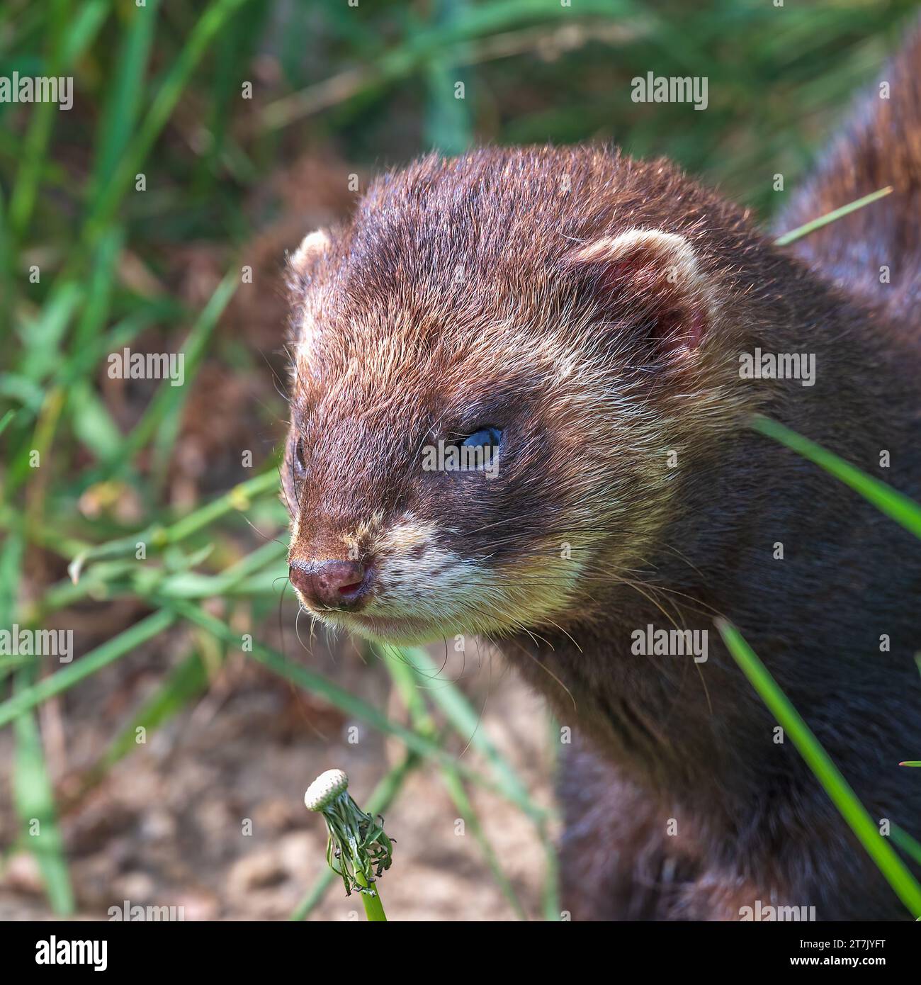 Ein europäisches Polecat (Mustela Putorius) erkundet sein Gehege im British Wildlife Centre, Lingfield, Surrey, England, Großbritannien Stockfoto