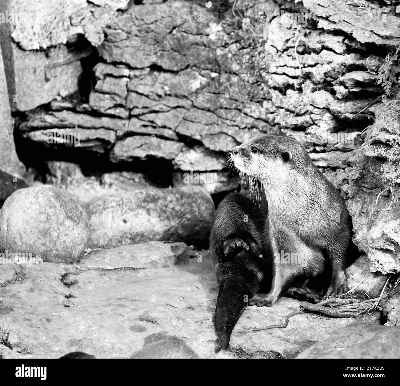 Asiatische Otter Mit Kleinen Klauen Stockfoto