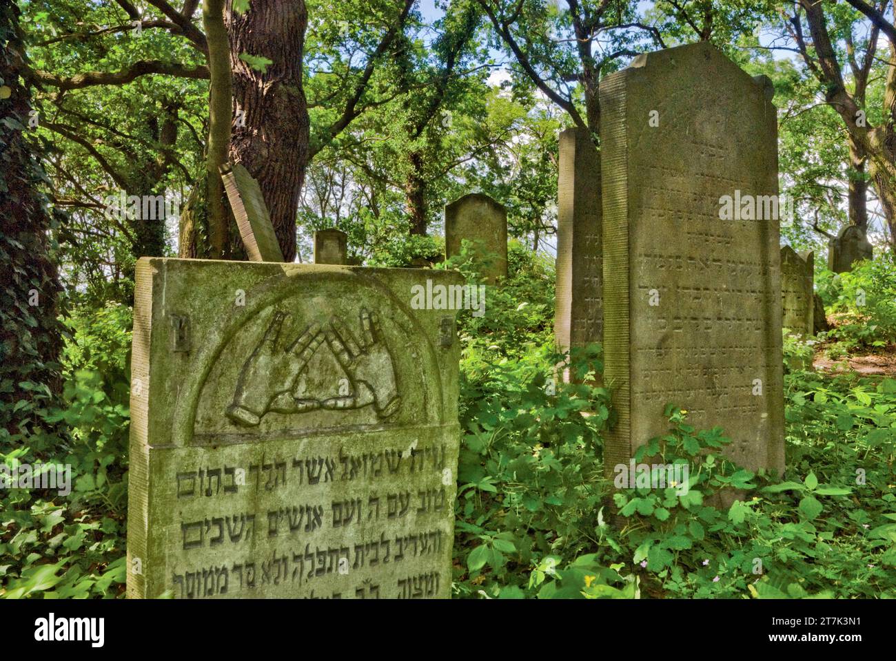 Das Symbol der segnenden Hände am Grabstein des Priesters auf dem jüdischen Friedhof in Skwierzyna, Woiwodschaft Lubusz, Polen Stockfoto