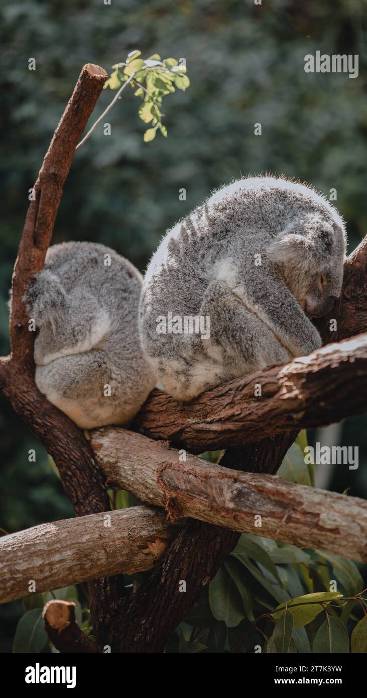 Zwei Koalas schlafen auf einem Baum Stockfoto
