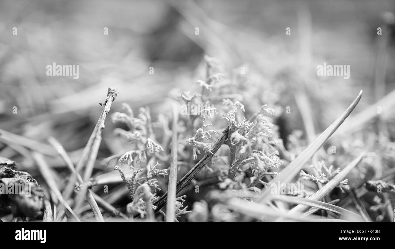 Tasse Lichenam Waldboden. Kiefernnadeln und Moos. Makroaufnahme aus Botanik. Natur im Wald Stockfoto