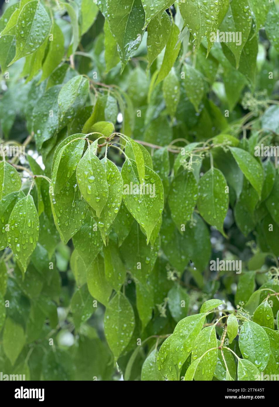 Ein üppig grüner Baumzweig mit glitzernden Regentropfen auf den Blättern Stockfoto