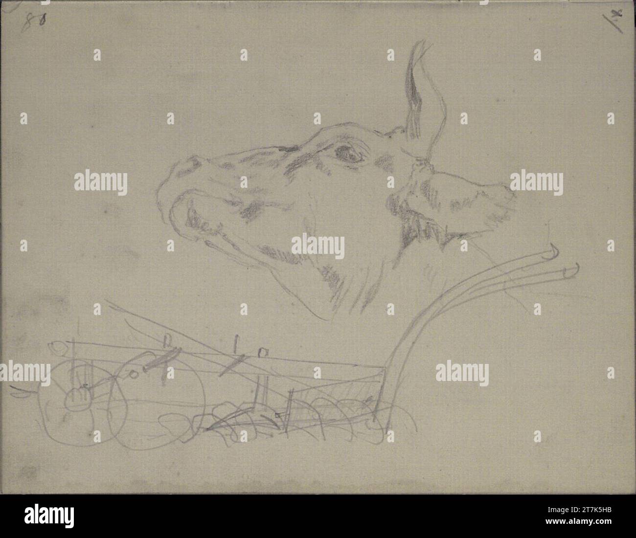 Teutwart Schmitson, untere Ansicht eines Rinderkopfes nach links; Plow. Bleistift 1858-63 , 1858/1863 Stockfoto