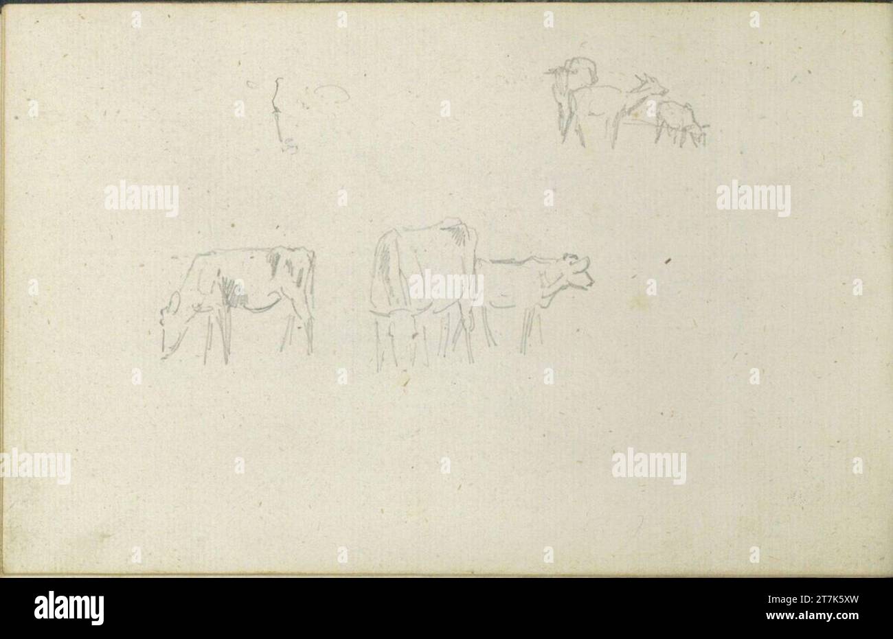 Friedrich Gauermann verschiedene Kuhskizzen. Bleistift (Skizzenbuch: 1826 - 1848) Stockfoto
