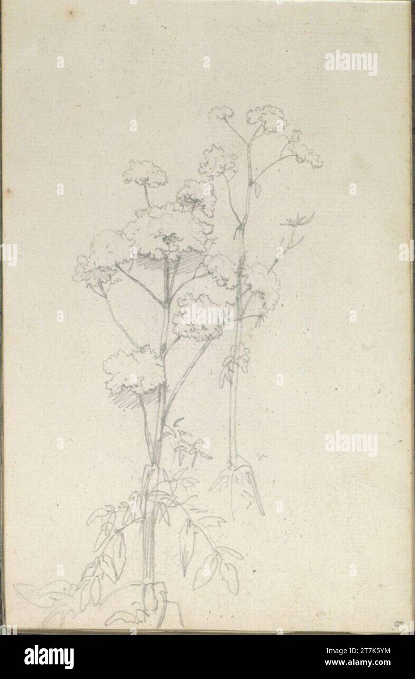 Friedrich Gauermann-Studie einer Schafgarbe. Bleistift (Skizzenbuch: 1826 - 1848) Stockfoto